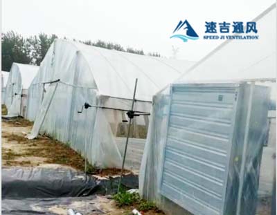 徐州蔬菜大棚種植專用鍍鋅板負壓風機通風降溫工程