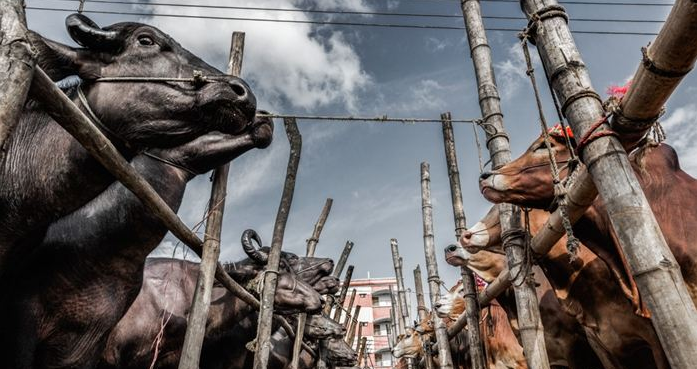 畜禽養(yǎng)殖場降溫通風 畜禽養(yǎng)殖場降溫通風